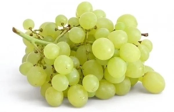 Grape_Plant_(Hybrid,_Pack_of_1)
