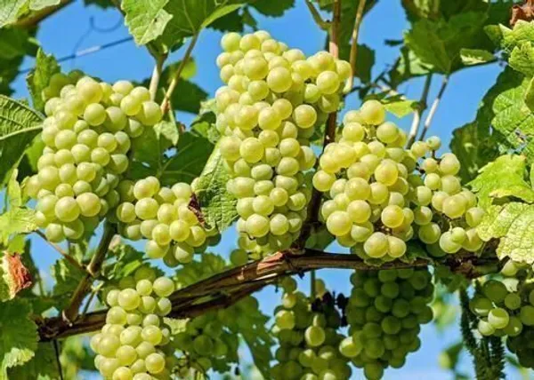 Grape_Plant_(Hybrid,_Pack_of_1)