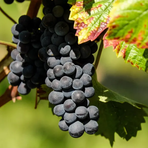 Grape_Plant_(Hybrid,_Pack_of_1)
