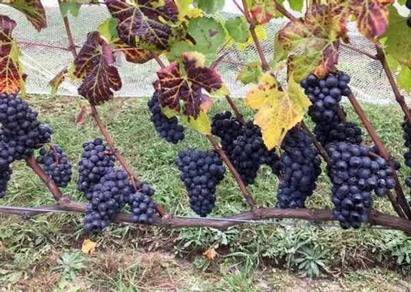 Grape_Plant_(Hybrid,_Pack_of_1)