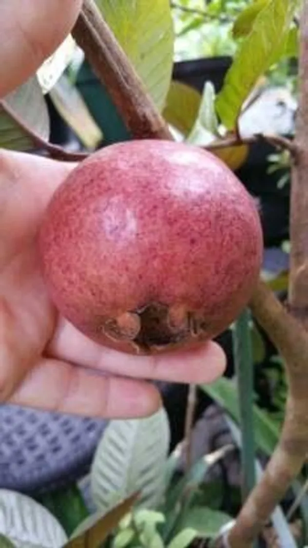 Guava_Plant_(Hybrid,_Pack_of_1)