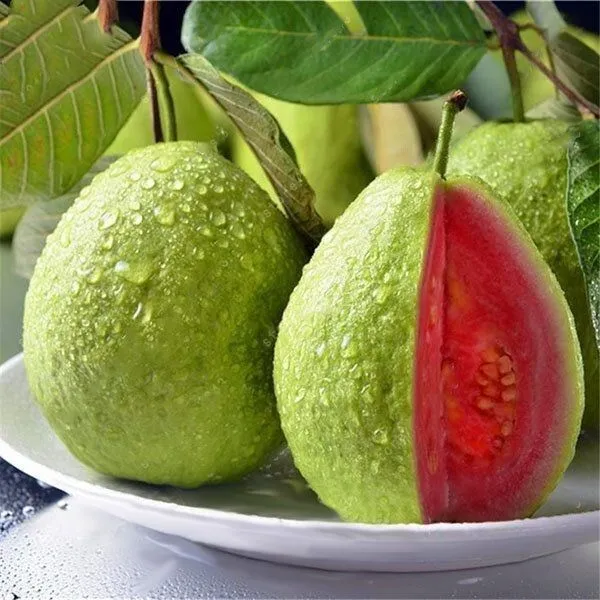 Guava_Plant_(Hybrid,_Pack_of_1)