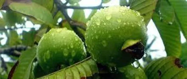 Guava_Plant_(Hybrid,_Pack_of_1)