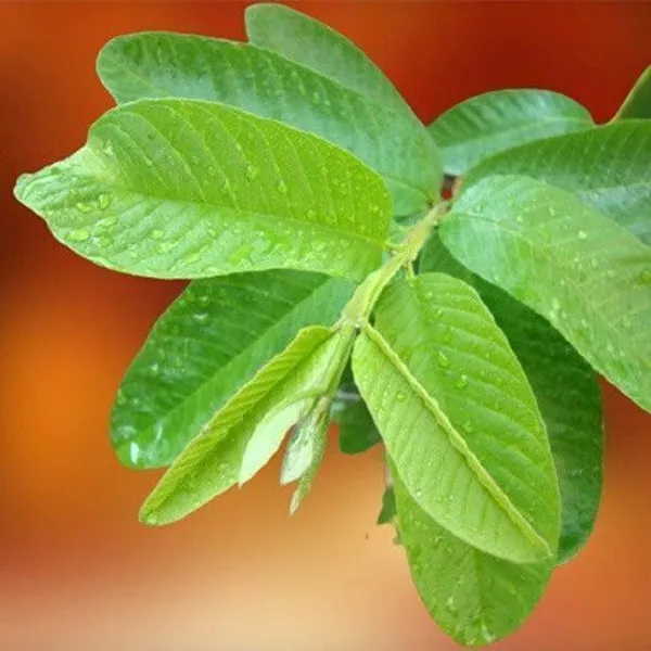Guava_Plant_(Hybrid,_Pack_of_1)