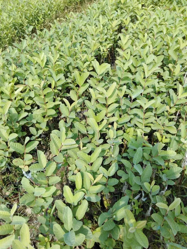 Guava_Plant_(Hybrid,_Pack_of_1)