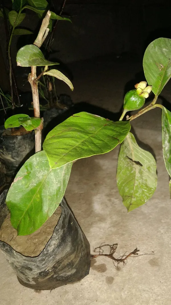 Guava_Plant_(Hybrid,_Pack_of_1)