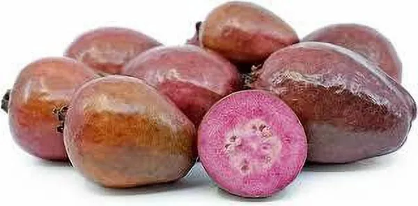 Guava_Plant_(Hybrid,_Pack_of_1)