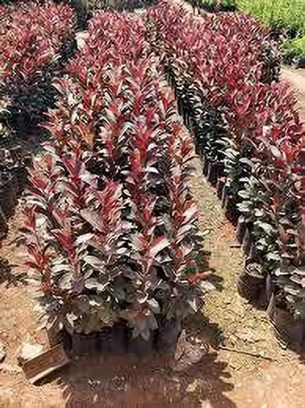 Guava_Plant_(Hybrid,_Pack_of_1)