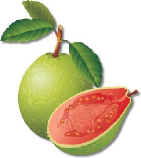 Gular/Cluster_Fig_Plant_(Hybrid,_Pack_of_1)