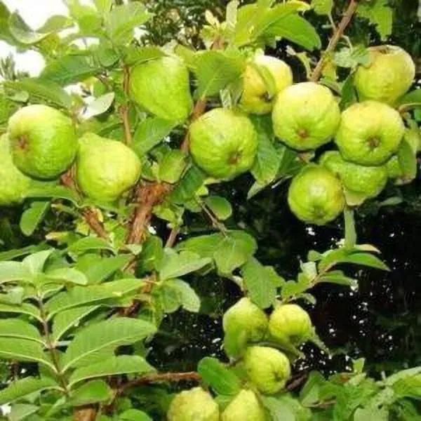 Gular/Cluster_Fig_Plant_(Hybrid,_Pack_of_1)