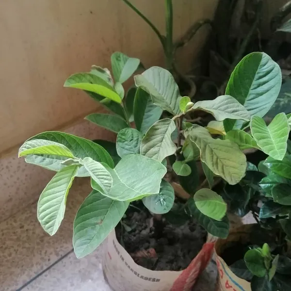 Guava_Plant_(Hybrid,_Pack_of_1)