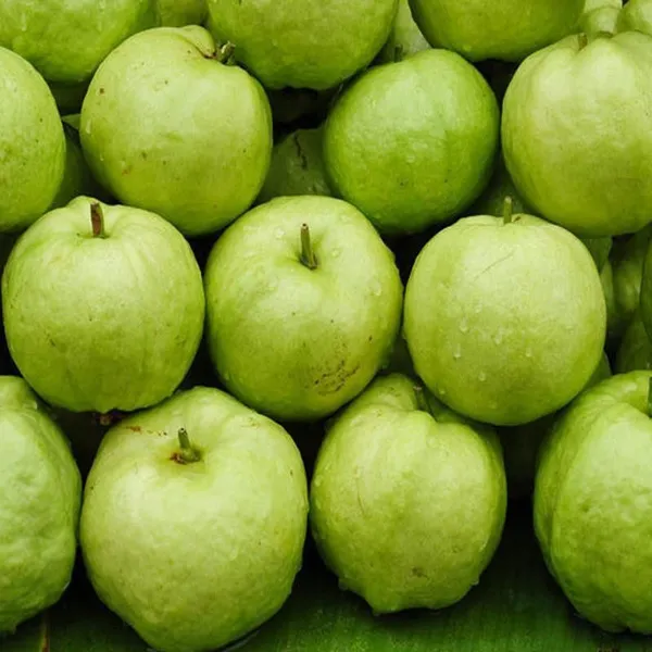 Custard_Apple_Plant_(Hybrid,_Pack_of_1)