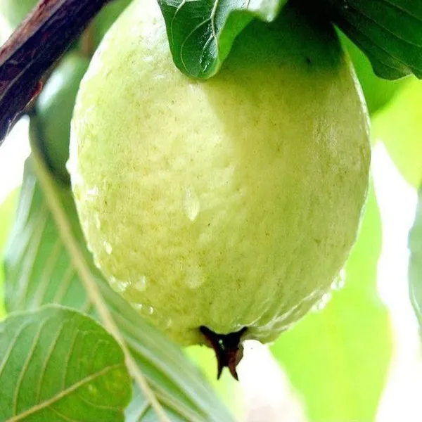 Custard_Apple_Plant_(Hybrid,_Pack_of_1)