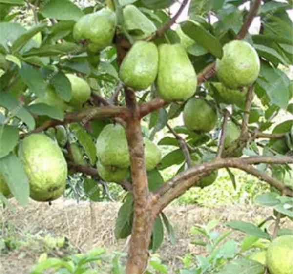 Guava_Plant_(Hybrid,_Pack_of_1)
