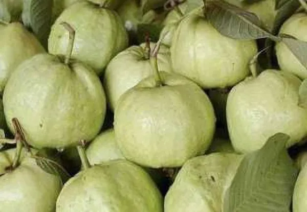Guava_Plant_(Hybrid,_Pack_of_1)