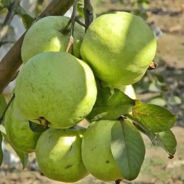 Guava_Plant_(Hybrid,_Pack_of_1)