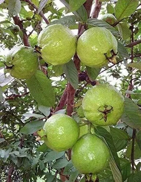 Guava_Plant_(Hybrid,_Pack_of_1)