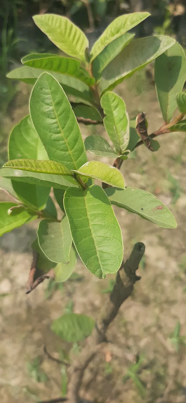 Guava_Plant_(Hybrid,_Pack_of_1)