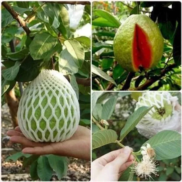 Guava_Plant_(Hybrid,_Pack_of_1)