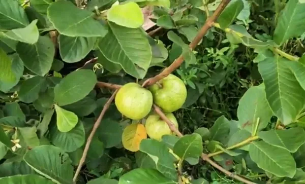 Guava_Plant_(Hybrid,_Pack_of_1)