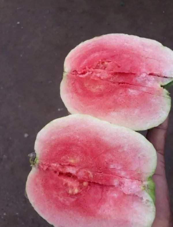 Guava_Plant_(Hybrid,_Pack_of_1)