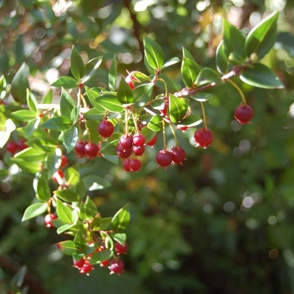 Guava_Plant_(Hybrid,_Pack_of_1)
