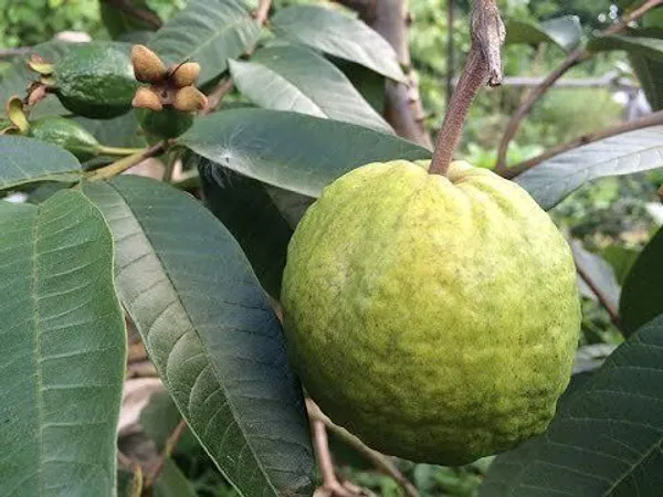 Guava_Plant_(Hybrid,_Pack_of_1)