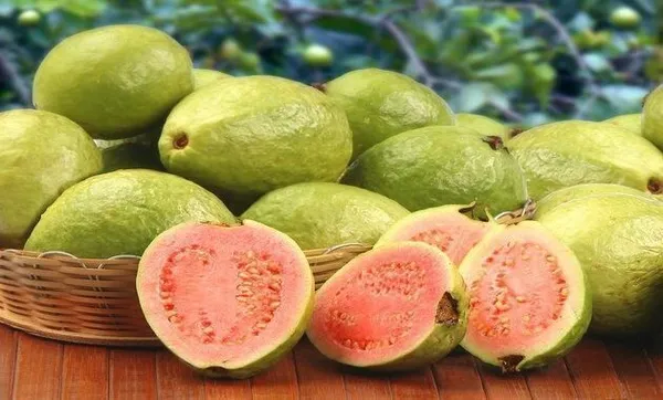Guava_Plant_(Hybrid,_Pack_of_1)