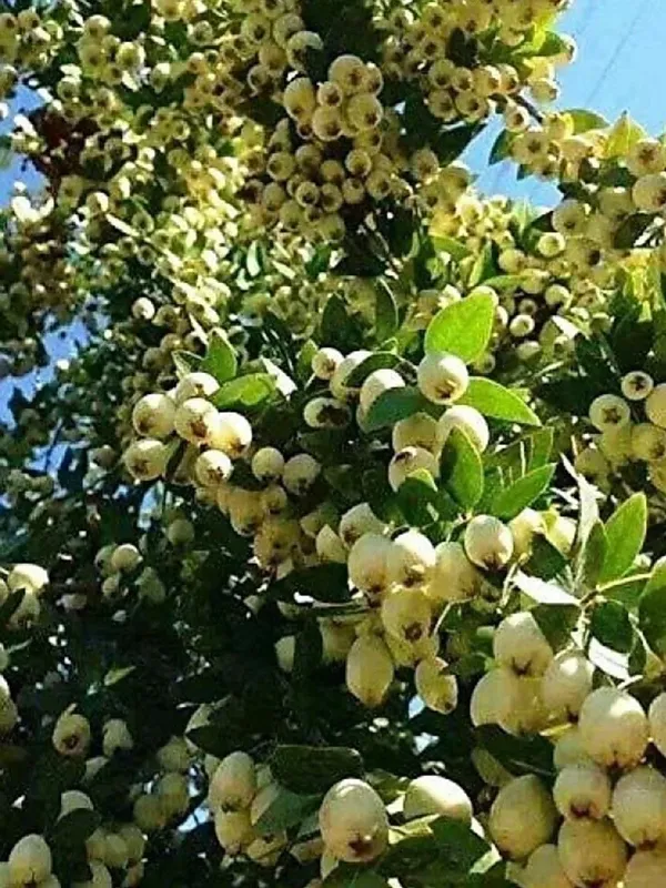 Guava_Plant_(Hybrid,_Pack_of_1)