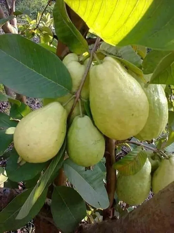 Guava_Plant_(Hybrid,_Pack_of_1)