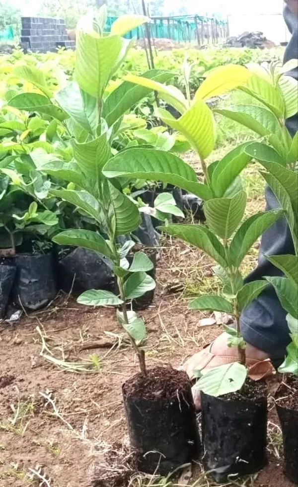 Guava_Plant_(Hybrid,_Pack_of_1)