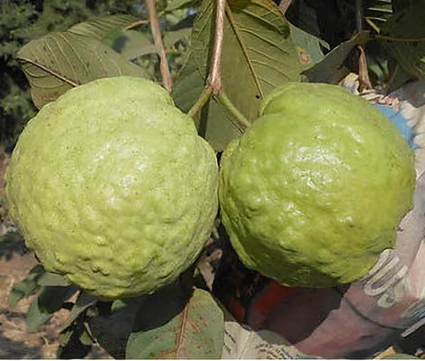 Guava_Plant_(Hybrid,_Pack_of_1)