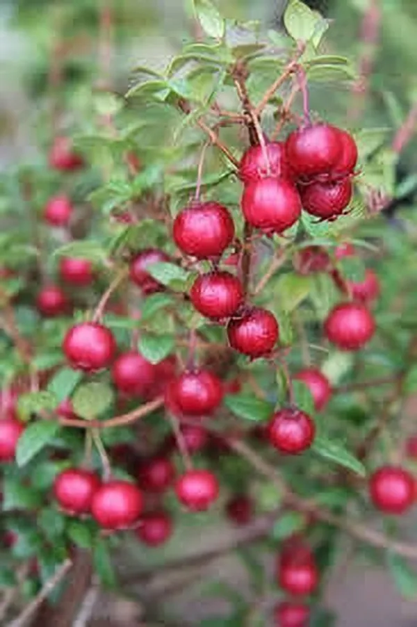 Guava_Plant_(Hybrid,_Pack_of_1)