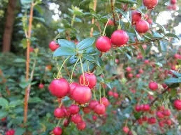 Guava_Plant_(Hybrid,_Pack_of_1)