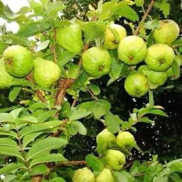 Guava_Plant_(Hybrid,_Pack_of_1)