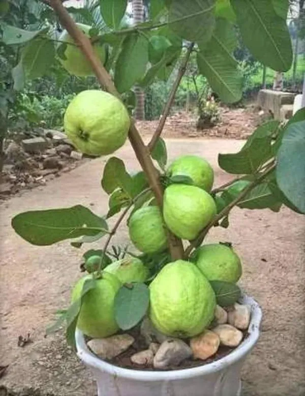 Guava_Plant_(Hybrid,_Pack_of_1)