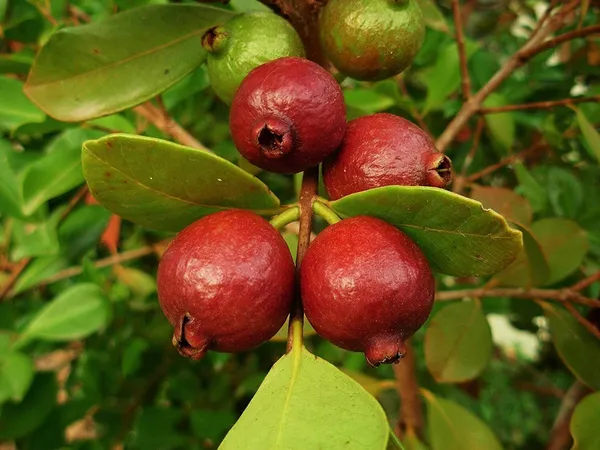 Guava_Plant_(Hybrid,_Pack_of_1)