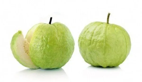 Guava_Plant_(Hybrid,_Pack_of_1)