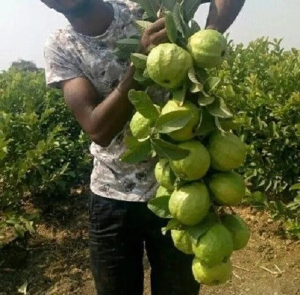 Guava_Plant_(Hybrid,_Pack_of_1)
