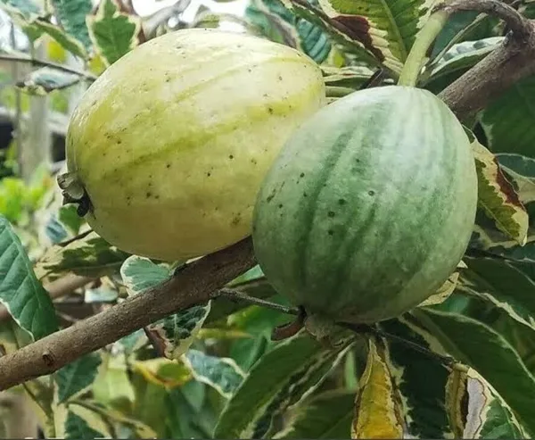 Guava_Plant_(Hybrid,_Pack_of_1)