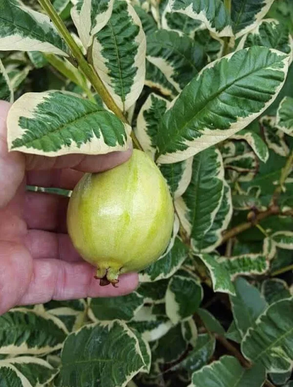 Guava_Plant_(Hybrid,_Pack_of_1)