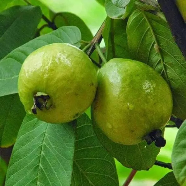 Guava_Plant_(Hybrid,_Pack_of_1)