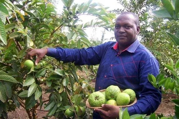 Guava_Plant_(Hybrid,_Pack_of_1)