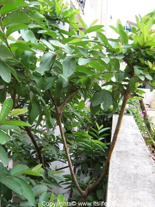 Guava_Plant_(Hybrid,_Pack_of_1)