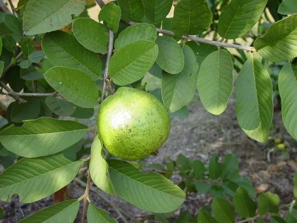 Guava_Plant_(Hybrid,_Pack_of_1)