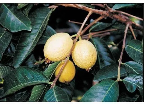 Guava_Plant_(Hybrid,_Pack_of_1)