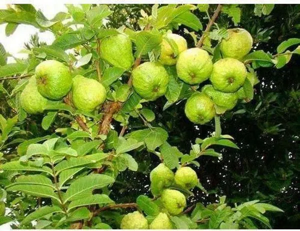 Guava_Plant_(Hybrid,_Pack_of_1)