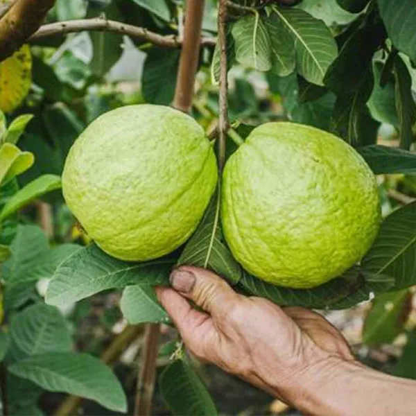 Guava_Plant_(Hybrid,_Pack_of_1)