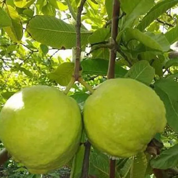 Guava_Plant_(Hybrid,_Pack_of_1)