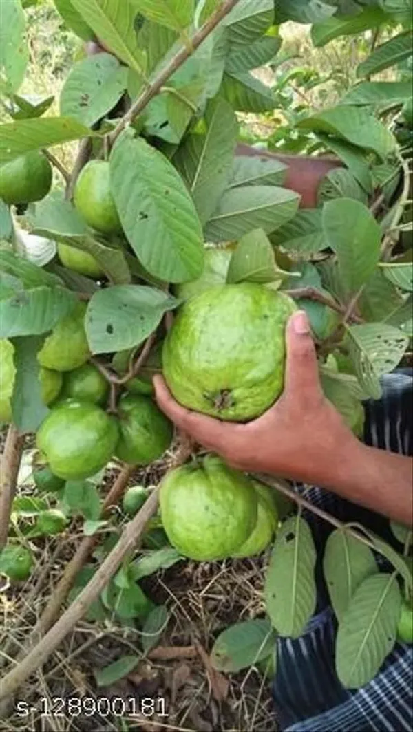 Guava_Plant_(Hybrid,_Pack_of_1)